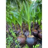 ราคา พันธุ์มะพร้าวแกง ชุมพร2 มะพร้าวแกงต้นเตี้ย มะพร้าวแกง 3ปี ให้ผลผลิตเร็ว (11375391159)