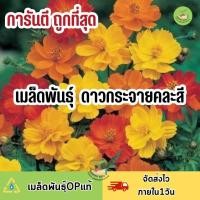 ราคา ถูกที่สุด เมล็ดพันธุ์ ดอกดาวกระจายคละสี ส้มเหลือง (18826676635)