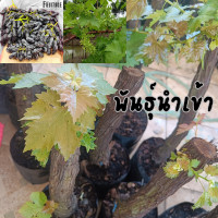 ราคา องุ่นไร้เม็ด ต้นองุ่น พันธุ์องุ่นนิ้วแม่มด ตอใหญ่แข็งแรง (20869209962)