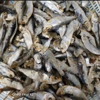 ราคา ปลาหลังเขียวแห้งขนาดกลาง 1 กิโลกรัม (17332995474)