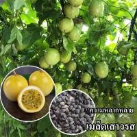 ราคา พร้อมส่ง 100 สดเสาวรสเมล็ด Bonsi สีแดง สีเหลือง เสาวรสเมล็ดผลไม้หวานง่ายต่อการปลูกสามารถปรับปรุงภูมิคุ้มกันที่อุดมไปด้วยวิตามินที่อุดมไปด้วยผลไม้เสาวรสเมล็ดผลไม้กินผลไม้ผักผลไม้ต้นไม้พันธุ์บอนไซผลไม้ 