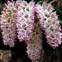 ราคา ช้างค่อม กล้วยไม้ กระถางดำ 4 นิ้ว 5 คู่ใบ ออกดอก ต ค ก พ ต้นเป็นตัววี กล้วยไม้ป่าสวย กล้วยไม้ป่าหอม กล้วยไม้ป่าขวด Taeng Suan shop (20527086148)