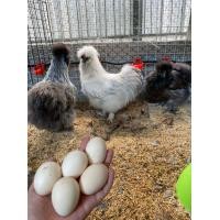 ราคา ไข่เชื้อ ไก่ซิลกี้อเมริกา สำหรับฟัก ราคาต่อ แพ็ค 6ใบ (8855298674)