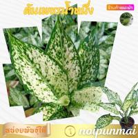 ราคา ต้นเพชรน้ำหนึ่ง กระถาง 3 นิ้ว ไม้มงคล ส่งพร้อมกระถาง (20981108915)