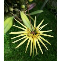 ราคา กล้วยไม้สิงโตพัดเหลือง กล้วยไม้ป่า ติดไม้ มี 5 10 ลำต้น จำนวน 1 ไม้ พฤกษา14กล้วยไม้ป่า (15993942300)