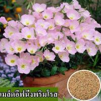 ราคา พร้อมส่ง เมล็ดพันธุ์อีฟนิ่งพริมโรสที่ปลูกได้ง่าย 100 เมล็ดอีฟนิ่งพริมโรสสดแพคเกจ 50 สีผสมเมล็ดอีฟนิ่งพริมโรสสำหรับปลูกและสวนเมล็ดพันธุ์ดอกไม้ราคาถูกบอนไซเมล็ดบอนไซต้นไม้มงคลบอนไซดอกไม้ที่สวยงามเมล็ดพ 
