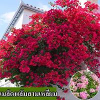 ราคา พร้อมส่ง ง่ายต่อการเติบโตสามเหลี่ยมพลัมเมล็ด 100 สดสามเหลี่ยมพลัมเมล็ดสามารถปลูกในลานบรรจุ 100 ผสมสีลาเวนเดอร์เมล็ดดอกไม้เมล็ดพันธุ์ดอกไม้บอนไซ ดอกไม้ เมล็ดพันธุ์ดอกไม้ พันธุ์ดอกไม้ บอนไซ ดอกไม้ ตกแต 