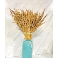 ราคา หญ้าปีกนก ดอกหญ้าปีกนกธรรมชาติ ตกเเต่ง ถ่ายรูป ตกเเต่งห้อง หญ้าปีกนก ดอกไม้แห้ง (17417595753)