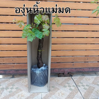 ราคา องุ่นไร้เม็ด ต้อองุ่นนิ้งแม่มด พร้อมปลูกในไทย (20948643712)