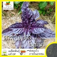 ราคา เมล็ดพันธุ์ ชุดโหระพา ขายดี ปลูกง่าย ใบดก โตไว โหระพาอิตาลีใบใหญ่ โหระพาอบเชย โหระพาเรดรูบิน ดาร์กโอปอลโหระพา (10202326017)