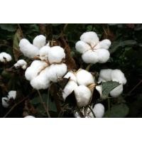 ราคา เมล็ดดอกฝ้าย ปุยฝ้าย 50 เมล็ด ฝ้ายสีขาว (21153221198)