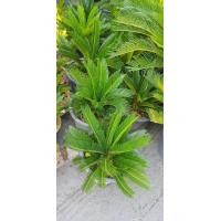 ราคา ต้นปรง ญี่ปุ่น ปรงญี่ปุ่น Cycas จัดส่งพร้อมกระถาง 11 นิ้ว ลำต้นสูง 60ซม ต้นไม้แข็งแรงทุกต้น เรารับประกันจัดส่งห่ออย่างดี จัดส่งสินค้าตามรูป ถ่ายรูปจากสินค้าจริงที่จัดจำหน่าย (20968914204)