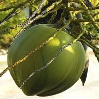 ราคา มะพร้าวน้ำหอมบ้านแพ้ว 100 สดจากสวน ธรรมชาติ100 ไม่มีการเติมน้ำตาล สินค้านี้ไม่สามารถสั่งร่วมกับสินค้าอื่นได้ (20666735295)