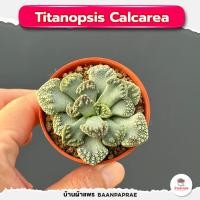 ราคา รวมกุหลาบหินและไม้อวบน้ำ กระถาง2นิ้ว หลายสายพันธุ์ ส่งทั้งกระถาง cactus succulent (20884644211)