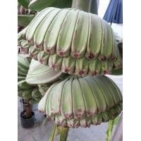 ราคา หน่อกล้วย พันธุ์ กล้วยเทพพนม หน่อใหญ๋ แข็งแรง พร้อมปลูก ลำต้นสูง 80 100ซม (20986003648)