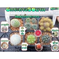ราคา จัดเซ็ต 6 กระถาง 50 บาท จัดส่งทั้งกระถาง ต้นกระบองเพชร ต้นแคคตัส แคคตัส กระบองเพชร (21211799400)