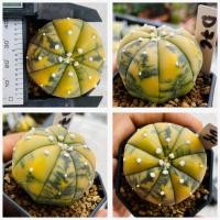 ราคา แอสโตรด่าง แอสโตรไฟตั้มAstrophytum กระบองเพชร แคคตัส (19779885562)