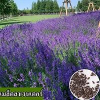 ราคา พร้อมส่ง ง่ายต่อการเติบโตเมล็ดลาเวนเดอร์ 100 เมล็ดลาเวนเดอร์สดสามารถเติบโตในลานบรรจุ 200 เมล็ดผสมสีลาเวนเดอร์เมล็ดพันธุ์ดอกไม้บอนไซ ดอกไม้ เมล็ดพันธุ์ดอกไม้ พันธุ์ดอกไม้ บอนไซ ดอกไม้ ตกแต่งบ้านและสวน 
