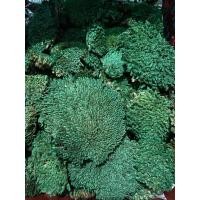 ราคา มอสแห้ง หลายชนิด ซื้อ3ฟรี1ถุง ซิป4x6นิ้ว (21050184090)