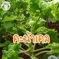 ราคา ชุดปลูกผัก สวนครัว สำหรับมือใหม่หัดปลูก ผักสลัด ผักกวางตุ้ง ผักบุ้ง ต้นอ่อนทานตะวัน ผักชี ราคาถูก อุปกรณ์ครบพร้อมปลูก (15427473122)