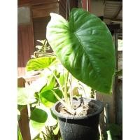 ราคา ขายส่ง 20เหง้า ชุด ว่านพญาจงอาง ไม้โบราณนิยมปลูกไว้ริมบ้านกันงู กันสิ่งไม่ดีเข้าบ้านว่านพญาจงอาง ปลูกวางทุกทิศ อสรพิษ ไม่กล้ากล้ำกราย (8367127688)