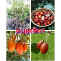 ราคา ละมุดสีดา ผลสุกสีแดง รสชาติหวาน ต้นพันธุ์ทาบกิ่งสูง 40 50 ซม แข็งแรงพร้อมปลูก รับประกันพันธุ์แท้ 100 (11126423136)