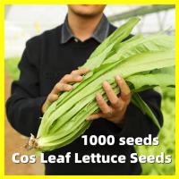 ราคา ผักสลัดคอสบอสตัน เมล็ดพันธุ์ Cos Leaf Lettuce Seeds งอกง่าย 1000เมล็ด ซอง โหยวม่ายจีน เมล็ดพันธุ์ Chinese Romaine Lettuce Seeds Vegetable Seeds for Planting Lettuce Plants เมล็ดพันธุ์ผัก เมล็ดผัก ผักส