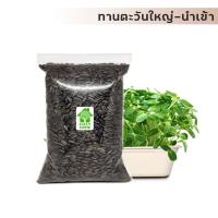 ราคา เมล็ดต้นอ่อนทานตะวัน ลายไทย เมล็ดพันธุ์ผัก เมล็ดสำหรับเพาะงอก เมล็ดสดใหม่ เมล็ดเพาะงอกต้นสูงงอกไว (18416602181)