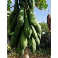 ราคา 60 เม็ด เมล็ดพันธุ์มะละกอครั่ง ทำส้มตำกรอบ อร่อย ผลสุกหวาน มีคู่มือการเพาะปลูก (19651351676)