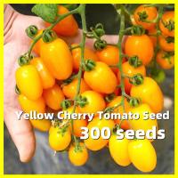 ราคา Yellow Cherry Tomato Seed เมล็ดพันธุ์ มะเขือเทศเชอรี่ สีเหลือง โตไว ปลูกง่าย 300เมล็ด ซอง เมล็ดพันธุ์ มะเขือเทศเชอรี่ Cherry Tomato Fruit Seeds for Planting Fruits Plants Seeds Vegetables เมล็ดพันธุ์ผ