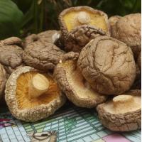 ราคา เห็ดหอม AA5 ดอกใหญ่ หนาอย่างดี 500 g ส่งฟรีกดรับโค้ดด้านล่าง หอมสดใหม่ กดรับคูปองส่งฟรี คูปองส่วนลดของร้าน กดติดตามร้านแจกคูปองส่วน (18293314503)