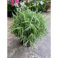 ราคา ต้นไผ่เงิน ไผ่แมว กระถาง 6 8 11 นิ้ว กระถางดำ (21305609516)