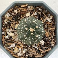 ราคา แอสโตรไฟตัม ASTROPHYTUM no 11 11 (20775940837)
