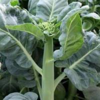 ราคา เมล็ดพันธุ์คะน้าฮ่องกงจัมโบ้ (2094220496)