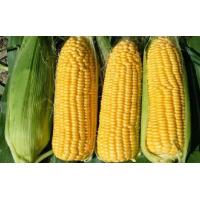 ราคา ข้าวโพดหวานพร้อมต้ม (20447980860)