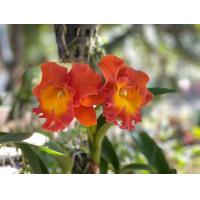 ราคา แคทลียา Cattleya กล้วยไม้ดอกสีส้มสวย พร้อมให้ดอก ดอกใหญ่พิเศษ ดอกหอม ออกดอกตลอด กล้วยไม้แคทลียา 1 ต้น ขุนเขาการ์เด้น (11706521298)