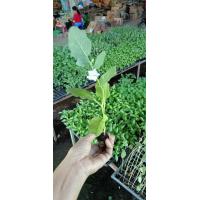 ราคา ต้นกล้ามะเขือเปราะดาวขาว กล้าละ 10 บาท มีรสชาติหวาน กรอบ อร่อย พร้อมปลูก ซื้อ 10 แถม 2 (20714376199)