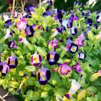 ราคา เมล็ดพันธุ์ แววมยุรา คละสี ดอกแววมยุรา เมล็ดคัดพิเศษ 4 เมล็ด 10 แถม 1 คละได้ (13372792609)