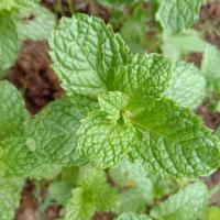 ราคา เมล็ดพันธุ์ สะระแหน่ เมล็ดเปปเปอร์มิ้น เปเปอร์มิ้น 600 เมล็ด 10 แถม 1 คละได้ (10732138321)