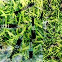 ราคา กุ้งแคระ มี 11 แบบ (21287642917)