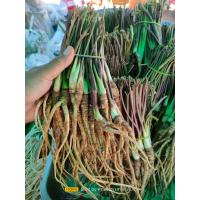 ราคา โสมตังกุย สด ตังกุย 500 กรัม (18874536454)