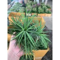 ราคา ทิลแลนเซีย รากอากาศ Tillandsia Ionantha หัวขนาดใหญ่ เกรดส่งออก (11830410723)