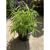 ราคา ต้นไผ่เงิน ไผ่แมว กระถาง 6 8 11 นิ้ว กระถางดำ (21305609515)