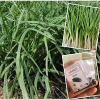 ราคา เมล็ดกุยช่าย กุ้ยช่าย ซื้อ 10 แถม 1 คละอย่างได้ (4625424078)