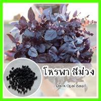 ราคา พร้อมส่ง รหัส 088 เมล็ดพันธุ์แท้ OP แท้ โหระพาสีม่วง ปลูกง่าย สีม่วงสวยงาม Dark opal basil เมล็ดโหระพา เมล็ดใบโหระพา เมล็ดโหรพา (7880063436)