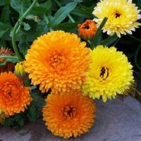 ราคา เมล็ดดอกดาวเรืองคละสี บรรจุ30เมล็ด Calendula คาเลนดูล่า (11282487569)