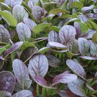 ราคา เมล็ดพันธุ์ ผักกาดแทตส่อย สีม่วง Red Tat Soi Mustard Seed บรรจุ 200 เมล็ด คุณภาพดี ราคาถูก ของแท้ 100 (7725148154)