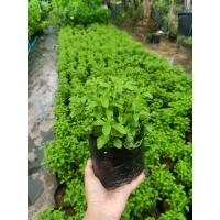 ราคา ต้นกล้าหญ้าหวาน Stevia Steviarebaudiana ให้ความหวานแทนน้ำตาล (20398235455)