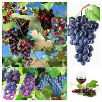 ราคา พร้อมส่ง โปรโมชั่น เมล็ดองุ่นคุณภาพสูงองุ่นม่วงองุ่นม่วงไร้เมล็ดผลไม้สดนำเข้า (10595064868)