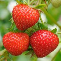 ราคา เมล็ดพันธุ์ สตรอเบอรี่ ฟูกุโอกะ เมล็ดสตรอเบอร์รี่กระถาง 20 เมล็ด 10 แถม 1 คละได้ (20767585018)